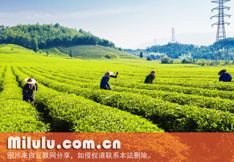 什么是纯茶？