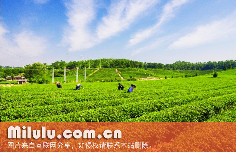 纯茶的纯茶品质特征