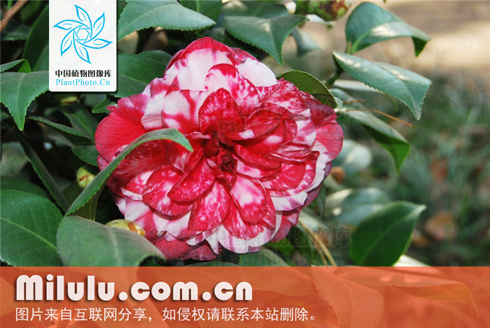 窄叶西南红山茶