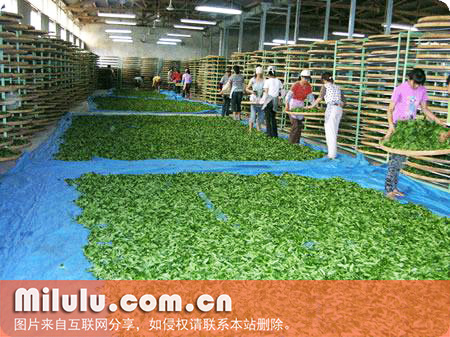 华安铁观音的茶叶区别