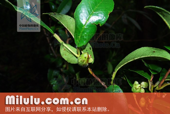 折柄茶属