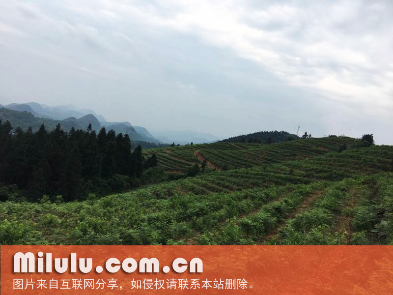 城步峒茶的保护现状