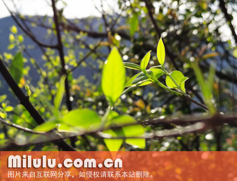 江西怀玉山野生黄金茶