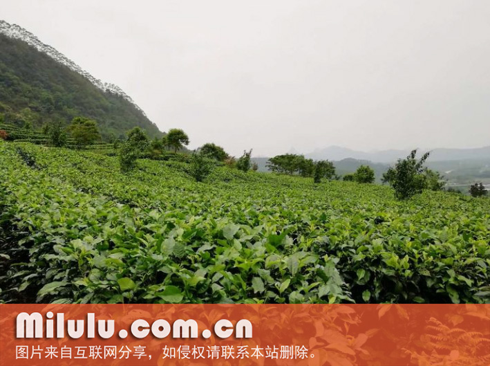 英红九号