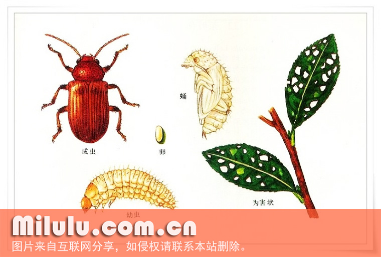 幼虫 成虫 茶角胸叶