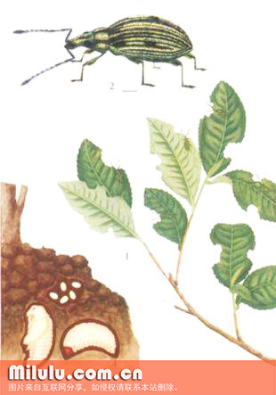 茶丽纹象甲成虫及若虫