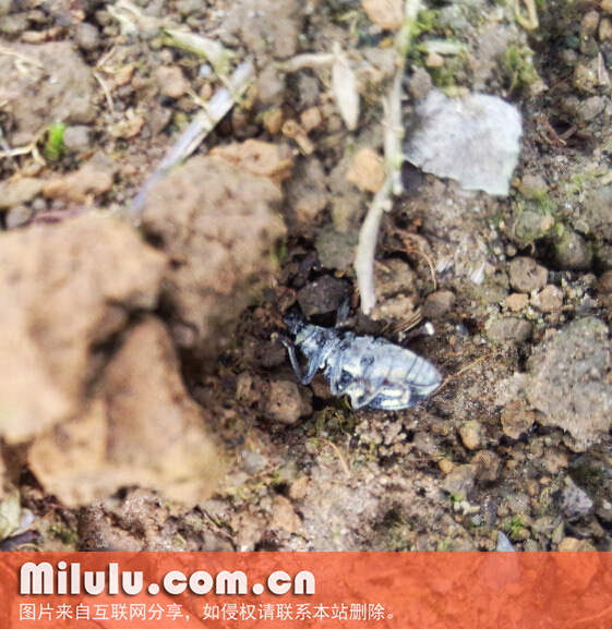 茶丽纹象甲假死性