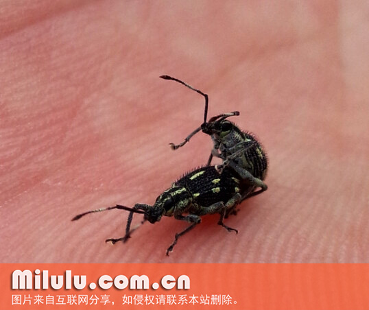 茶丽纹象甲交配方式