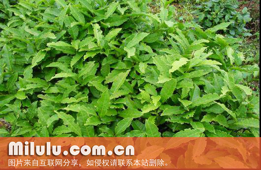 茶树被害状别名