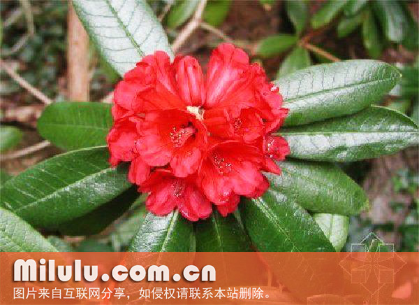全缘红山茶的形态特征