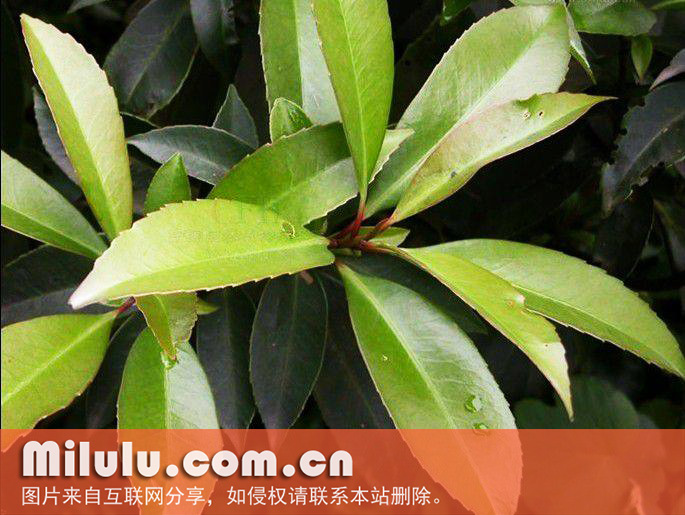 大头茶的栽培技术