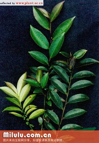 贴毛折柄茶