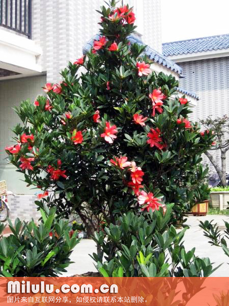 短轴红山茶