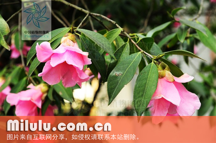 龙胜红山茶中文名