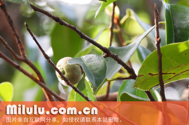 大花红山茶 罗连/摄