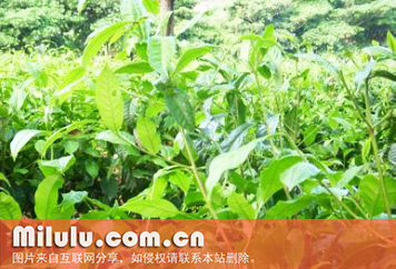 云南大叶种茶树