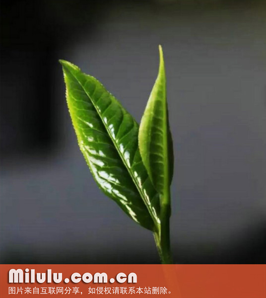 云南大叶种
