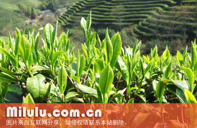 超长柄茶组