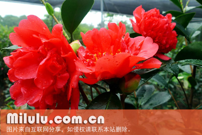 四季茶花的