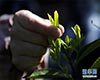 红茶栽培条件