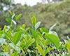 台湾乌龙茶分类