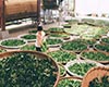 凤凰单丛茶获奖/荣誉