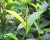 日月潭红茶历史发展