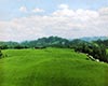 兰馨雀舌兰馨雀舌冲泡方法