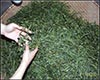 太平猴魁自然地理
