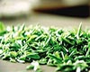 雨花茶历史发展