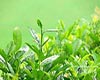 齐山翠眉的茶历史