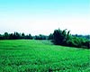 齐山翠眉茶味道