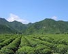 安化松针生态环境