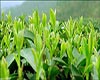 峨眉毛峰种植管理