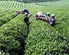 南糯白毫采制方法