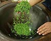 绿茶的主要品种