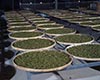 白茶种植技术