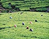 世界四大红茶祁门红茶