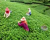 福鼎白茶获奖/荣誉