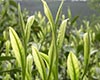 福鼎大毫茶图片