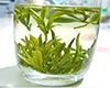 毛峰茶