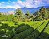 台湾茶概述