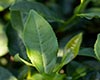 本山茶加工