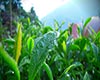 梨山茶茶的作用