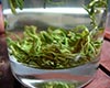 松萝茶