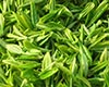 双井茶图片