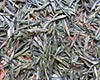 玉泉仙人掌茶