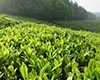 玉泉仙人掌茶的历史渊源