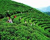婺源茶图片