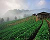 峨眉山茶历史渊源